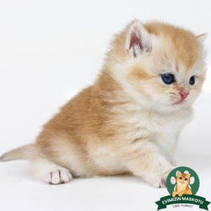 NY11 Golden British Shorthair