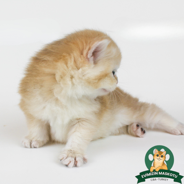 NY11 Golden British Shorthair