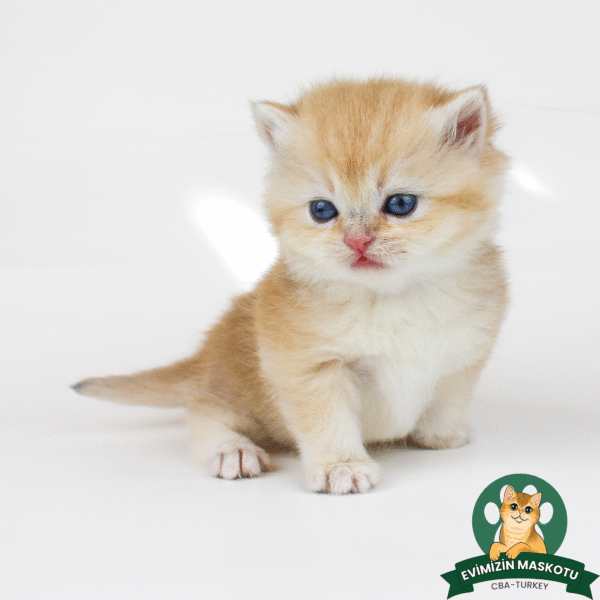 NY11 Golden British Shorthair