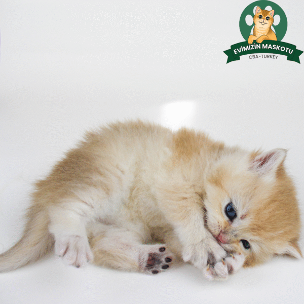 NY11 Golden British Shorthair