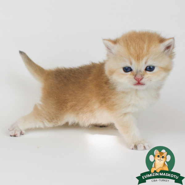 NY11 Golden British Shorthair