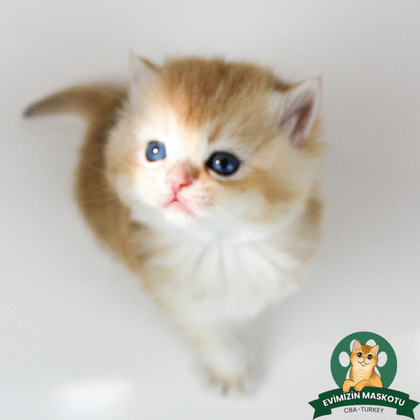 NY11 Golden British Shorthair