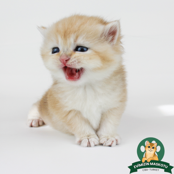 NY11 Golden British Shorthair