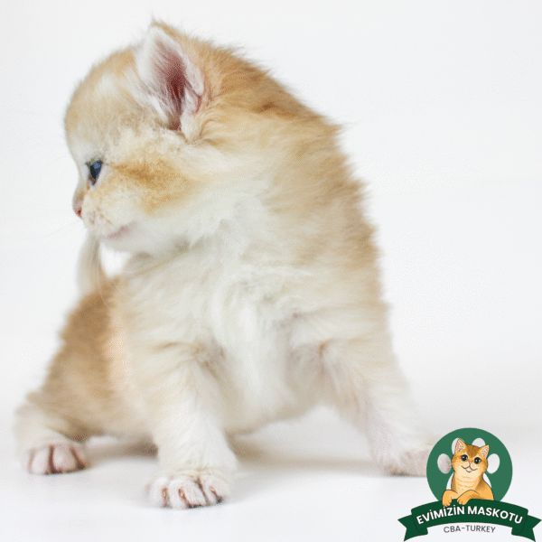 NY11 Golden British Shorthair