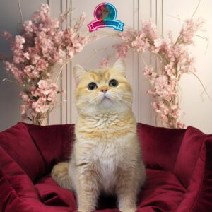 JASMINE (NY11 British Shorthair)