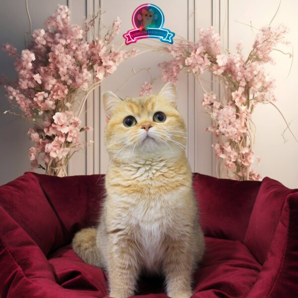 JASMINE (NY11 British Shorthair)