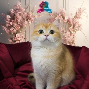 ♀ JESSİCA (NY11 British Shorthair)