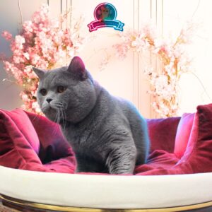 POFİ (BSH a Blue British Shorthair)