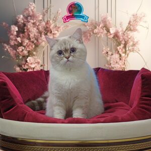 Blue Tabby Point British Shorthair