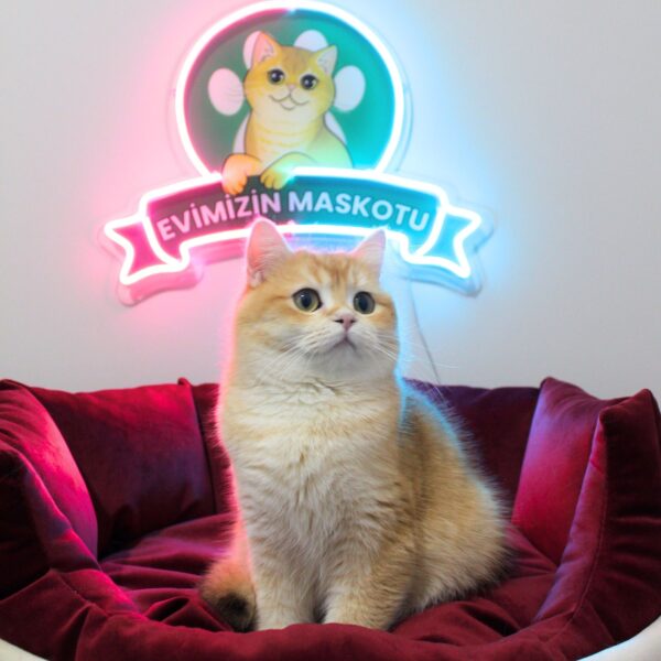 ♀ JESSİCA (NY11 British Shorthair)