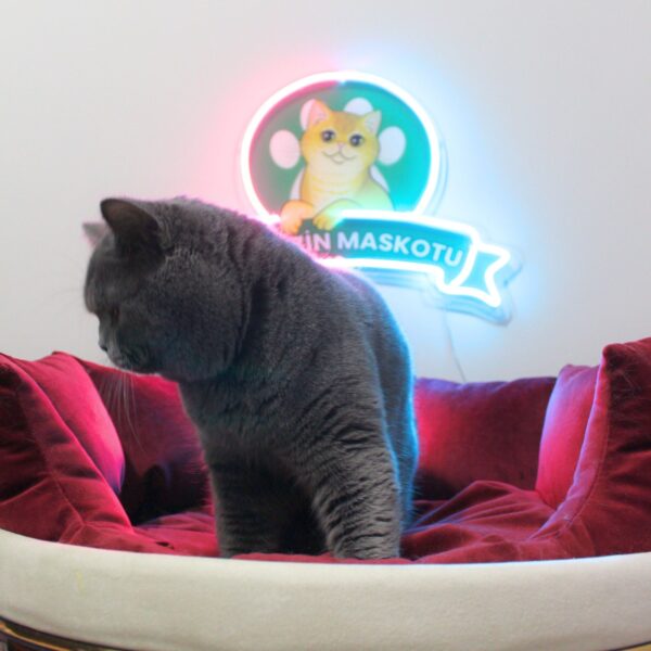 POFİ (BSH a Blue British Shorthair)