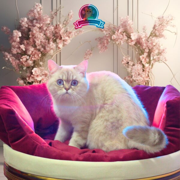 Tabby Blue Point British Shorthair