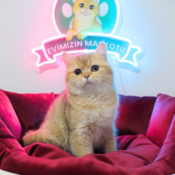 JASMINE (NY11 British Shorthair)