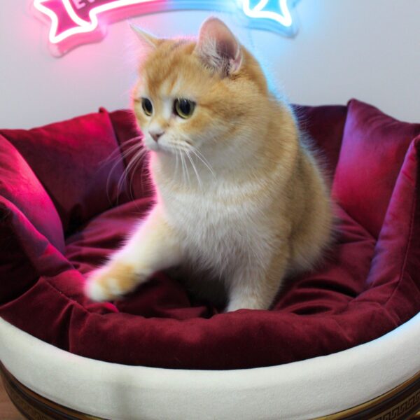 ♀ JESSİCA (NY11 British Shorthair)