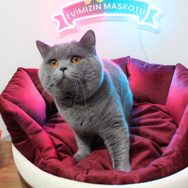 POFİ (BSH a Blue British Shorthair)