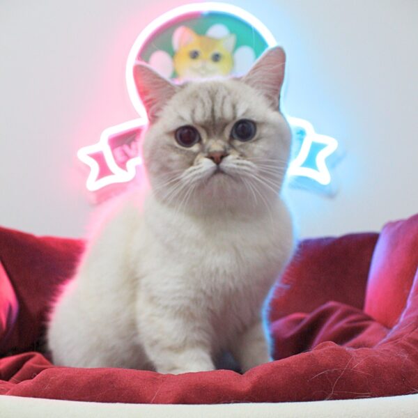 Tabby Blue Point British Shorthair