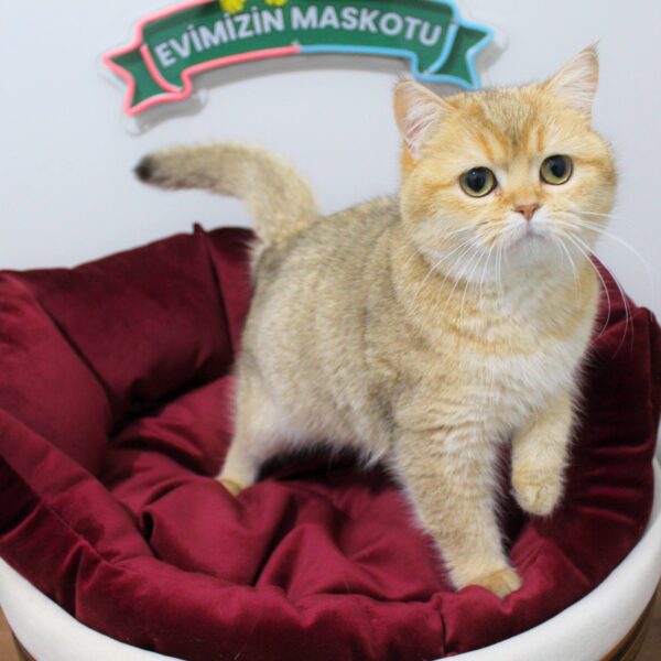 JASMINE (NY11 British Shorthair)