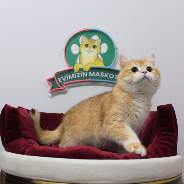 ♀ JESSİCA (NY11 British Shorthair)