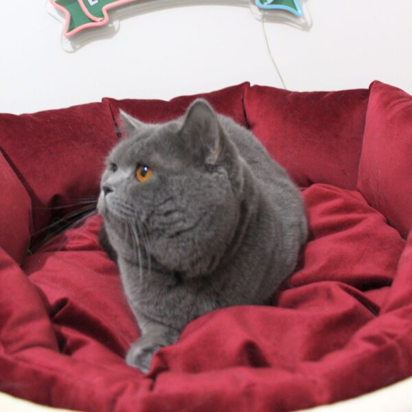 POFİ (BSH a Blue British Shorthair)