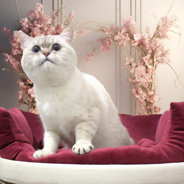 Tabby Blue Point British Shorthair