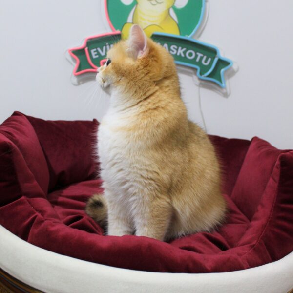 ♀ JESSİCA (NY11 British Shorthair)
