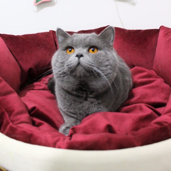 POFİ (BSH a Blue British Shorthair)