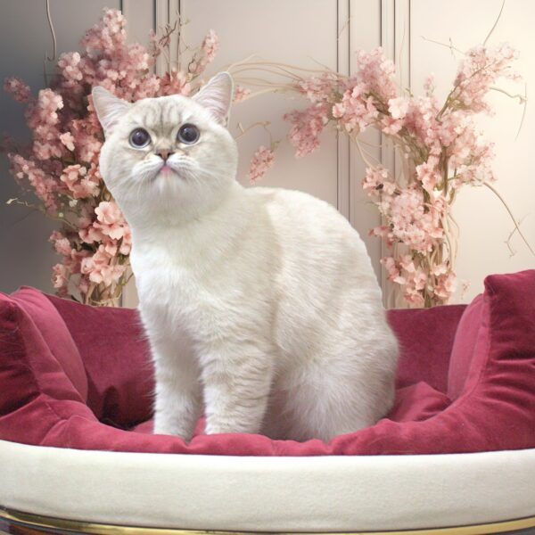 Tabby Blue Point British Shorthair