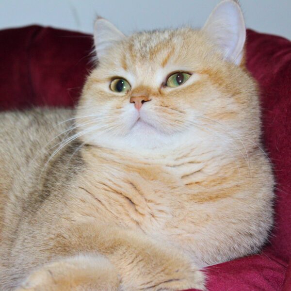 JASMINE (NY11 British Shorthair)