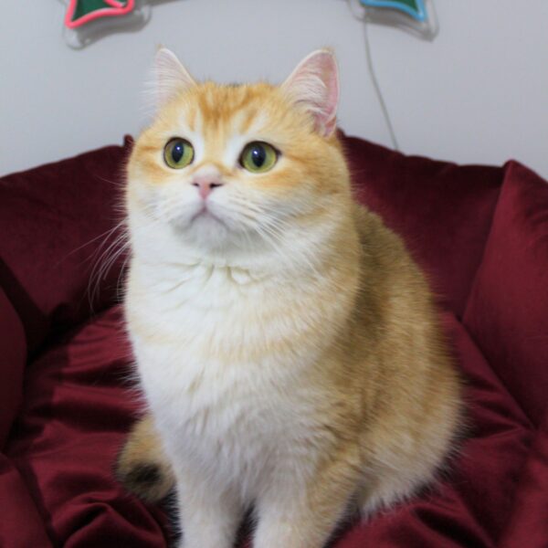 ♀ JESSİCA (NY11 British Shorthair)