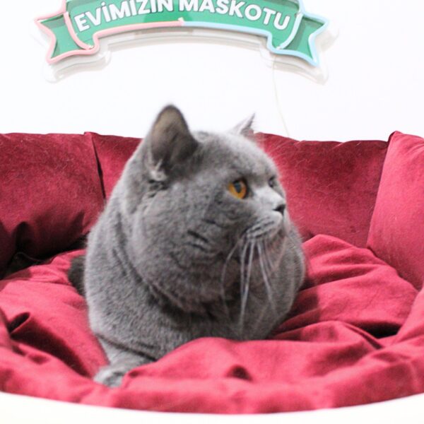 POFİ (BSH a Blue British Shorthair)