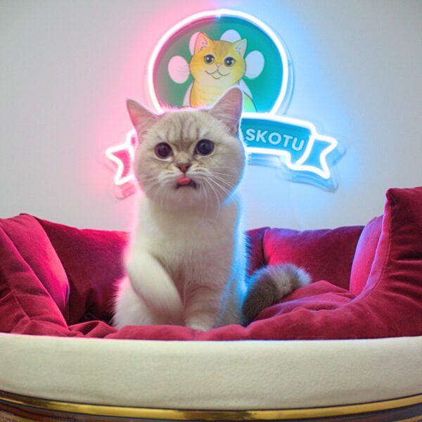 Tabby Blue Point British Shorthair