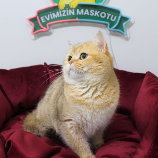 JASMINE (NY11 British Shorthair)