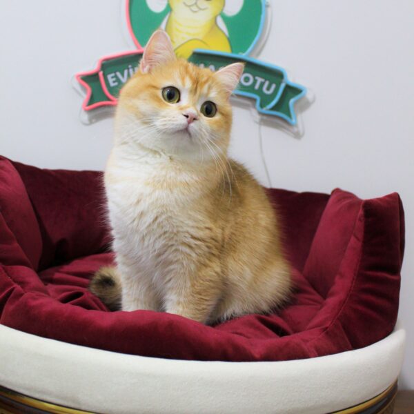 ♀ JESSİCA (NY11 British Shorthair)