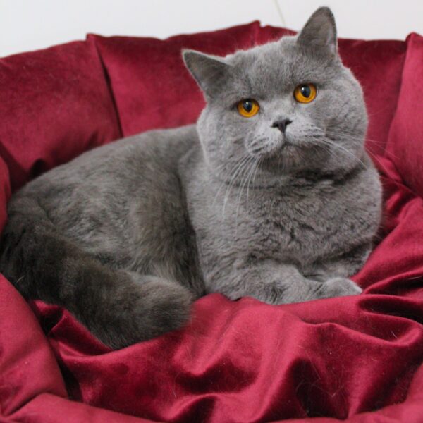 POFİ (BSH a Blue British Shorthair)