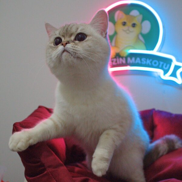 Tabby Blue Point British Shorthair