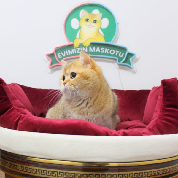 JASMINE (NY11 British Shorthair)