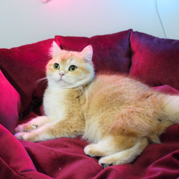 ♀ JESSİCA (NY11 British Shorthair)