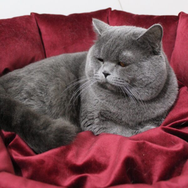POFİ (BSH a Blue British Shorthair)