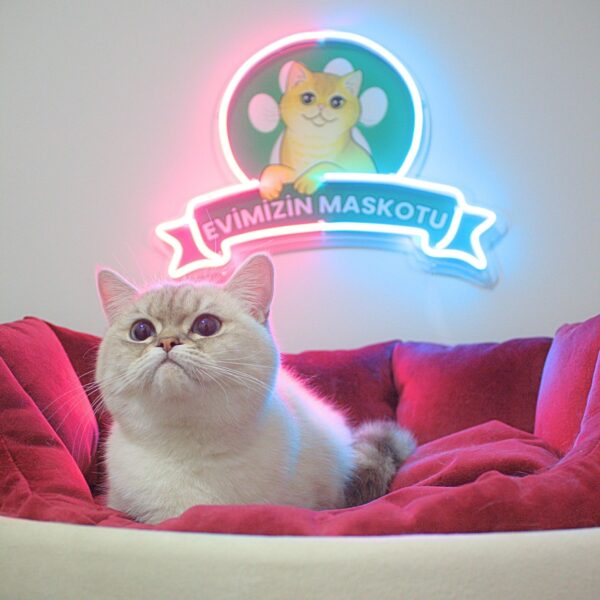 Tabby Blue Point British Shorthair