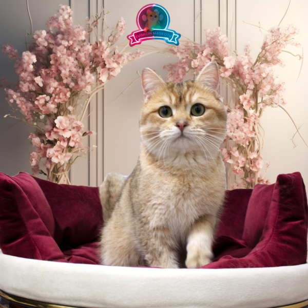 ♂ KING (NY11 Golden British Shorthair)