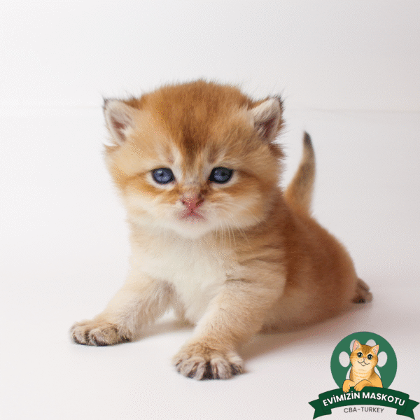 NY11 Golden British Shorthair Erkek - Görsel 11