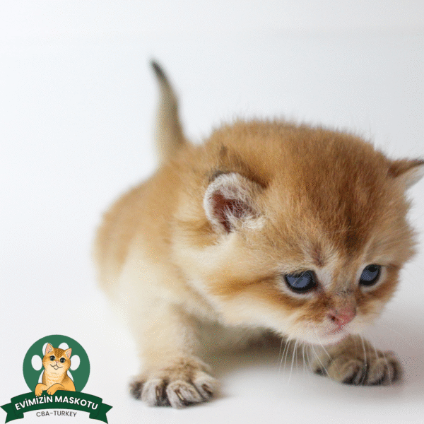NY11 Golden British Shorthair Erkek - Görsel 12