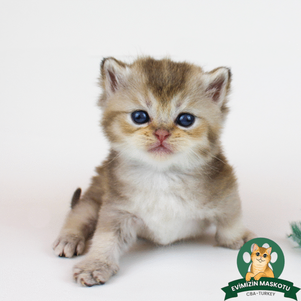 British Shorthair Black Golden Ticked NY25 Erkek - Görsel 11