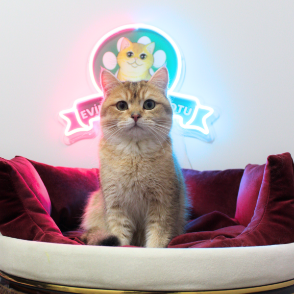 ♂ KING (NY11 Golden British Shorthair) - Görsel 2