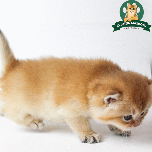 NY11 Golden British Shorthair Erkek - Görsel 3