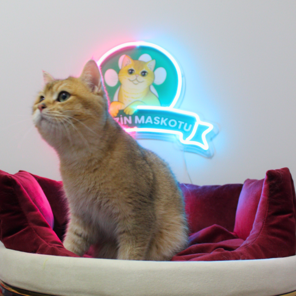 ♂ KING (NY11 Golden British Shorthair) - Görsel 3