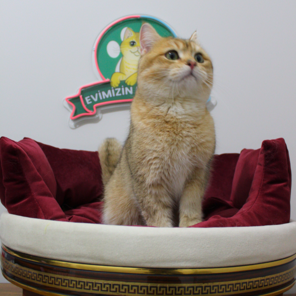 ♂ KING (NY11 Golden British Shorthair) - Görsel 4