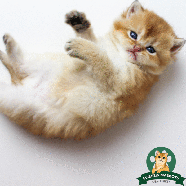 NY11 Golden British Shorthair Erkek - Görsel 5