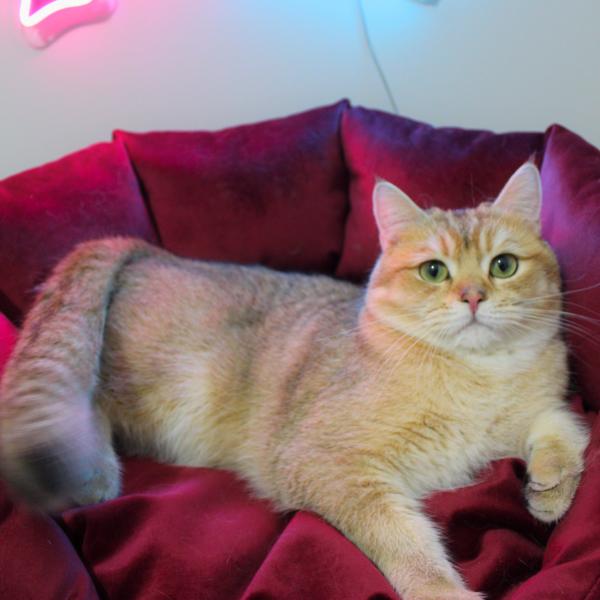 ♂ KING (NY11 Golden British Shorthair) - Görsel 5