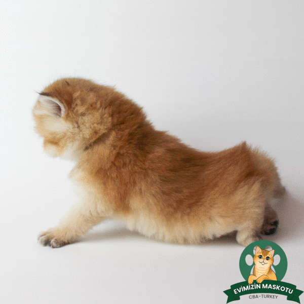 NY11 Golden British Shorthair Erkek - Görsel 6